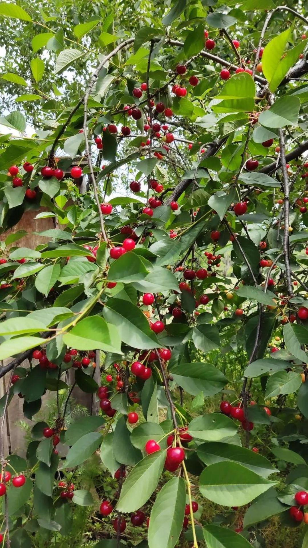 Aloni Green Acres Zemo Alvani Ngoại thất bức ảnh